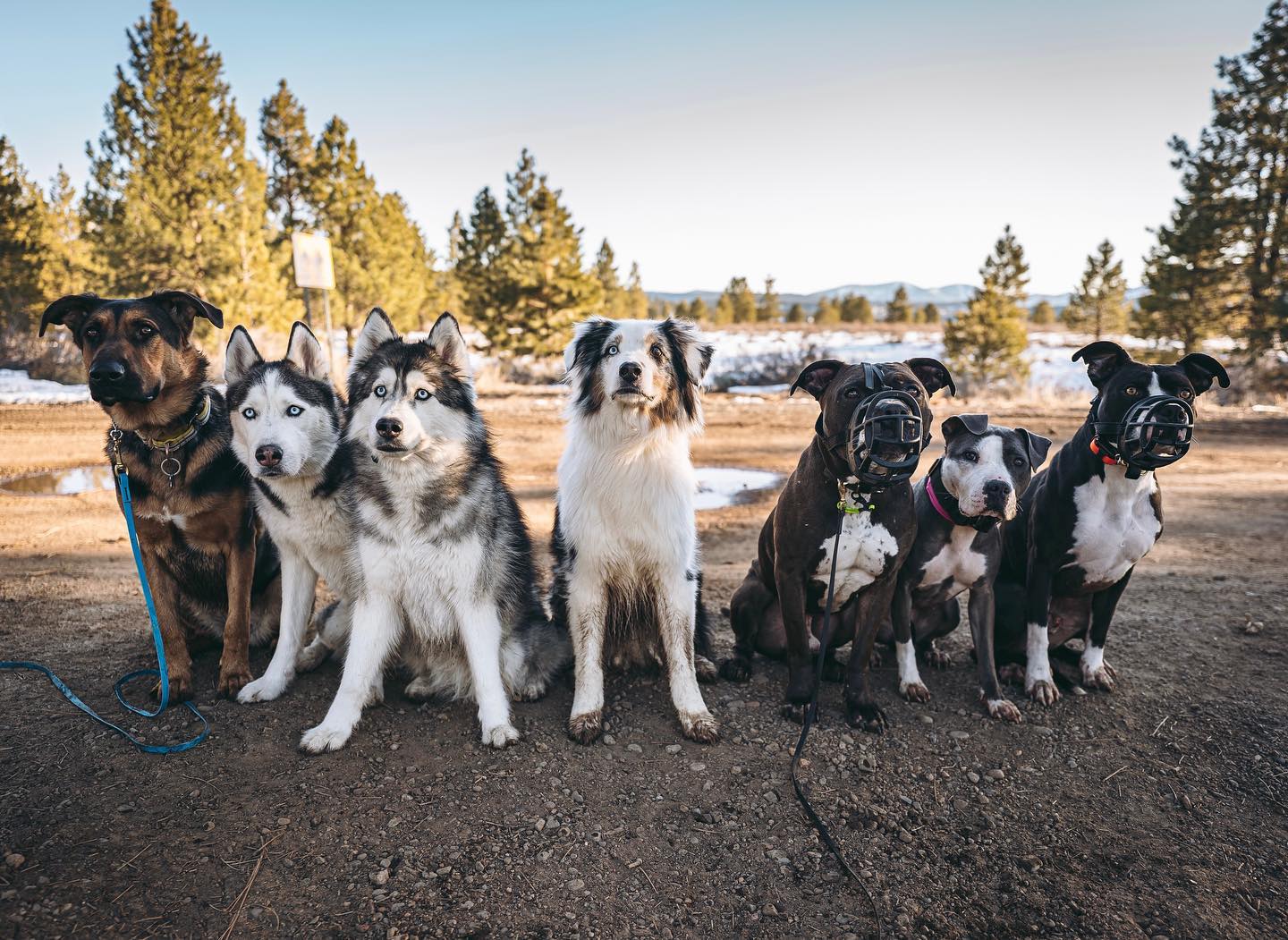 Unlocking Your Dog’s Potential: Exploring Sierra Canine’s Comprehensive Services