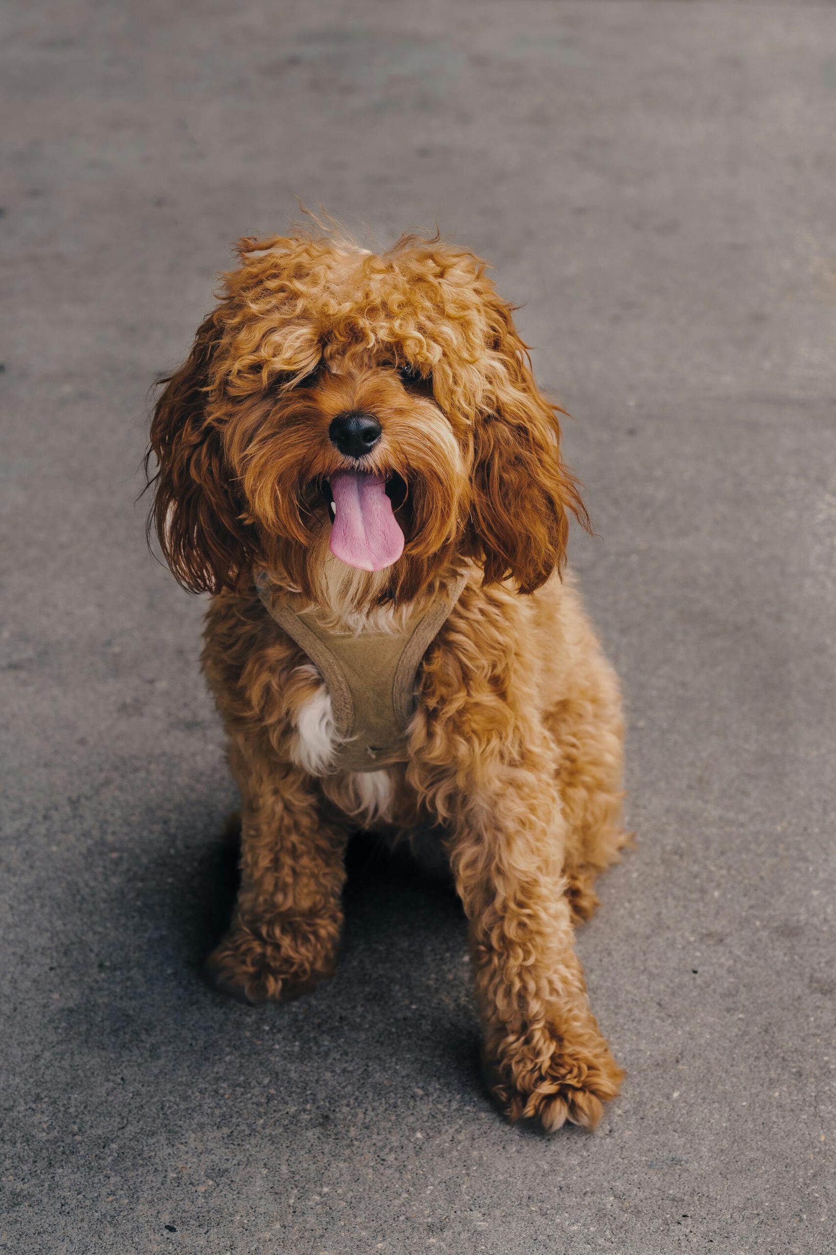 Ohio’s Premier Cavapoo Breeder