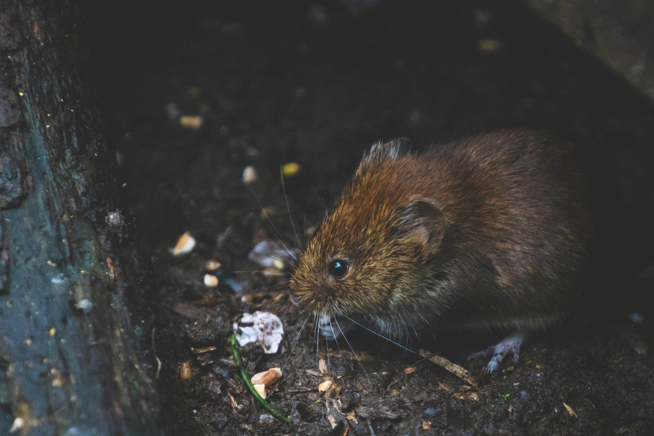 The Premier Solution for Bakersfield Pest Control