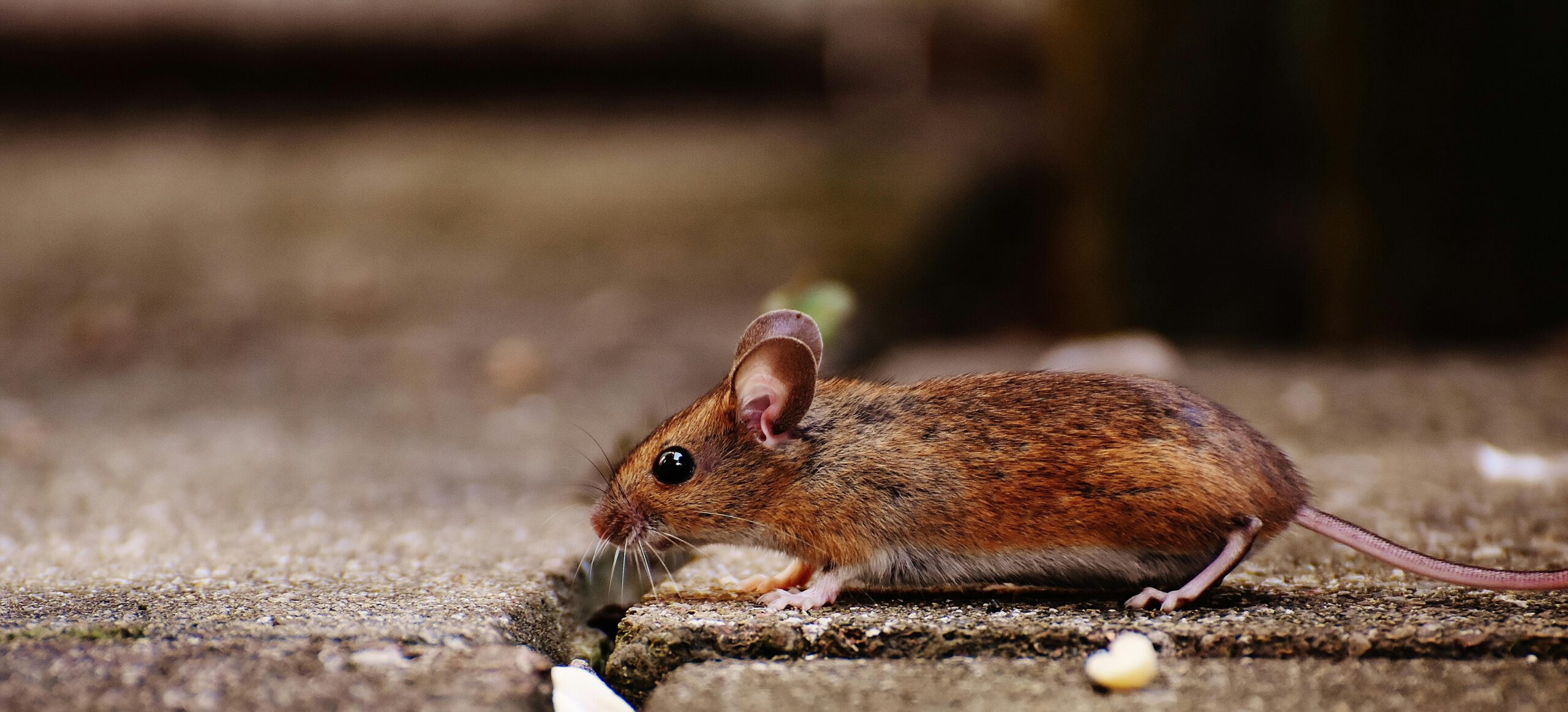 Superior Pest Control Services in Simi Valley, CA
