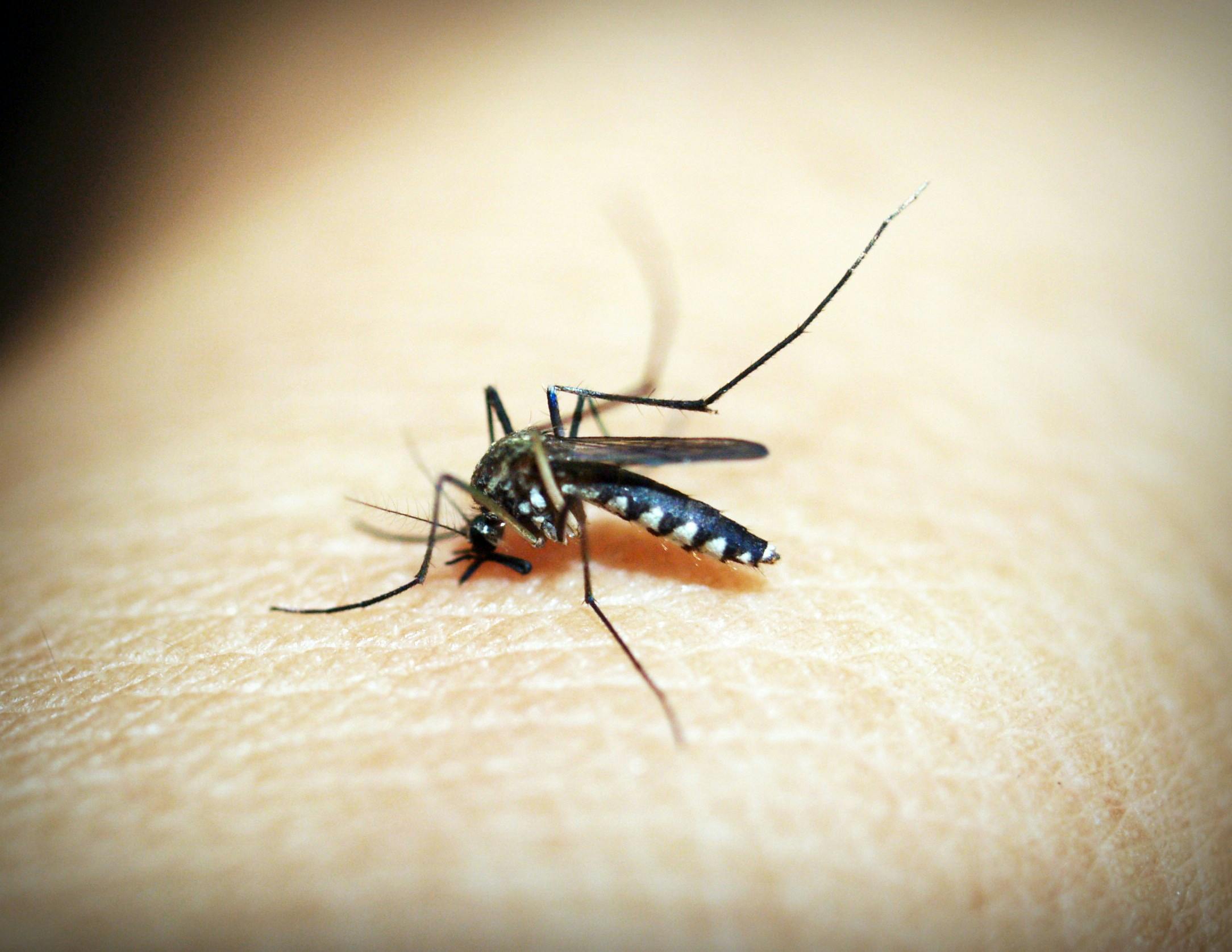 Premier Pest Control Solutions